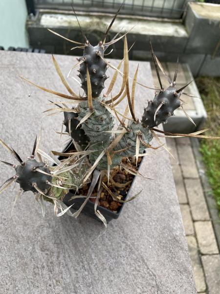 Tephrocactus papyracanthus